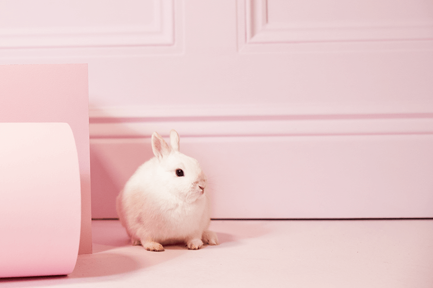 how to contracts for freelancers with a bunny