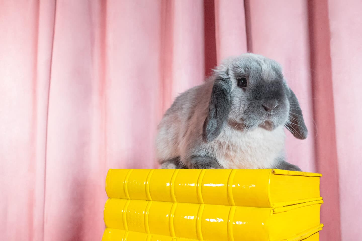 rabbit on a book whose job AI will take