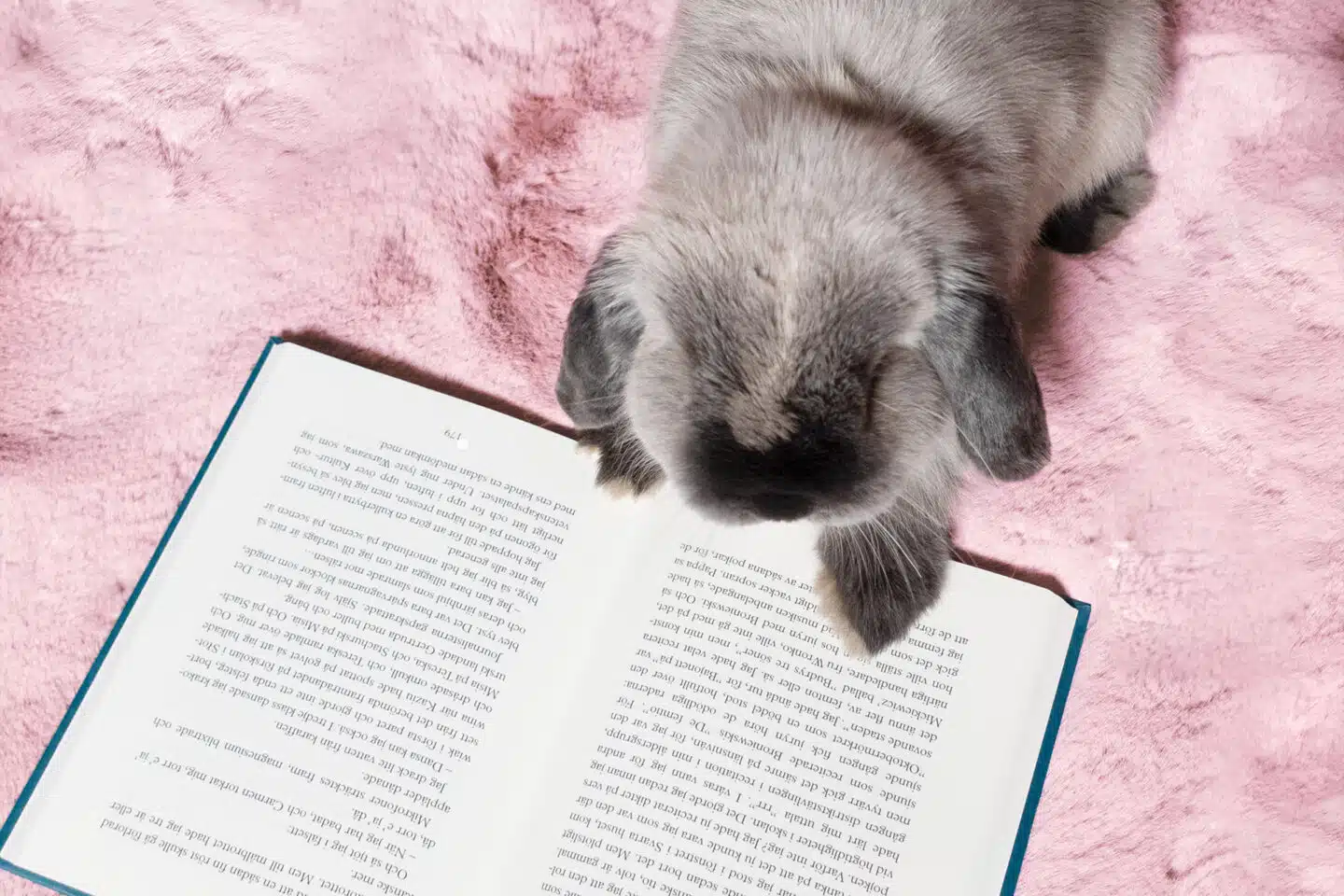 Rabbit reading from a book on procurement strategy on pink carpet