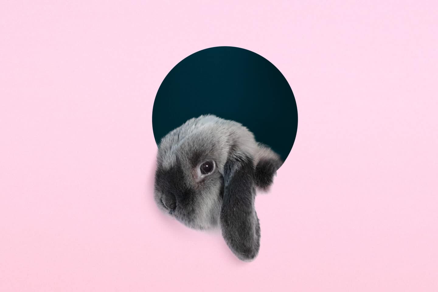 sales culture - rabbit looking through hole - Oneflow